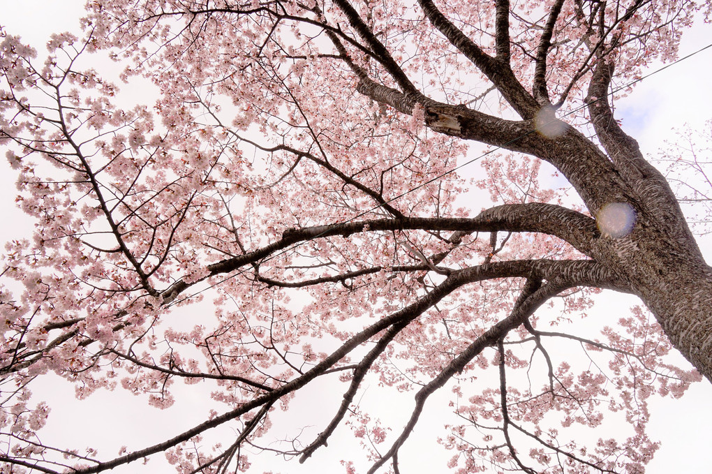 あれれ・・・！～北海道神宮で桜の風景を撮る～