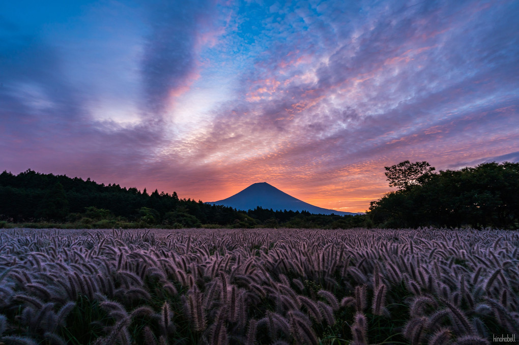 富士山とチカラシバ