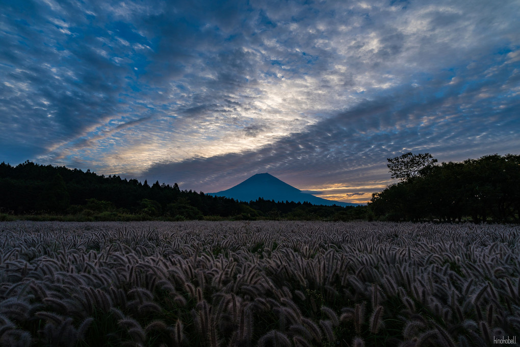 富士山とチカラシバ