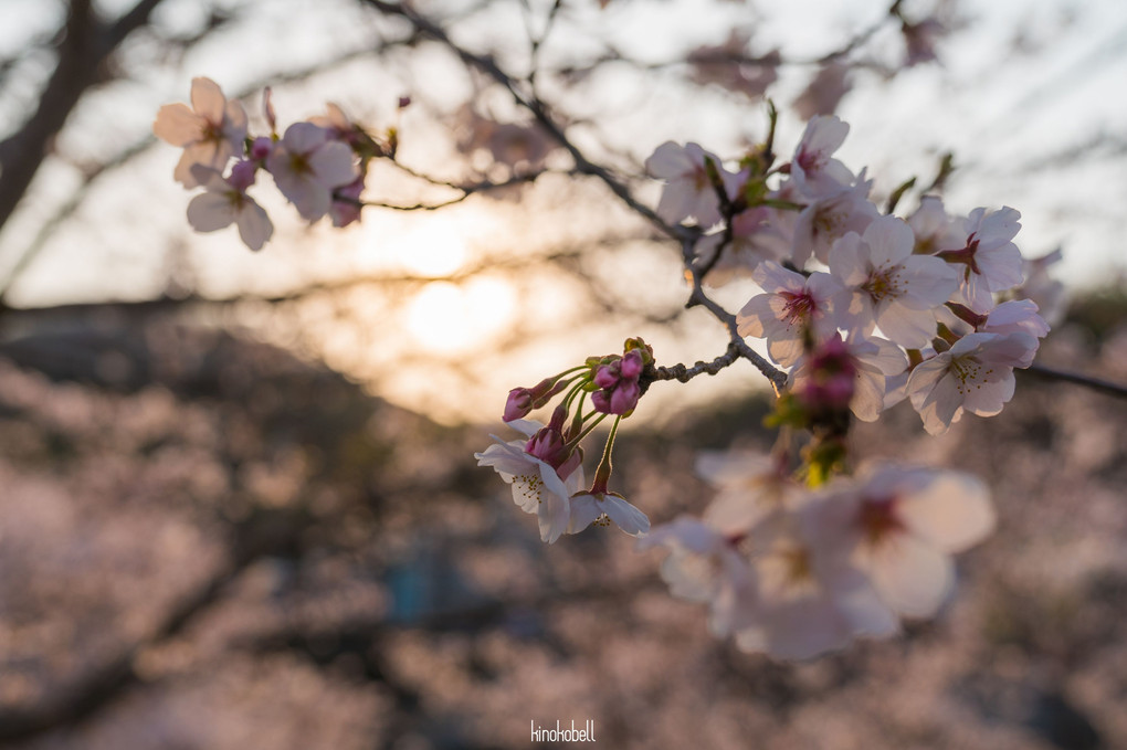 春うらら　2019桜