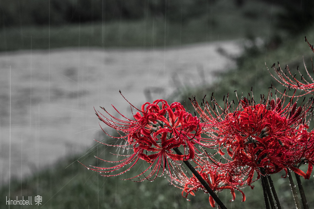 雨の日の彼岸花