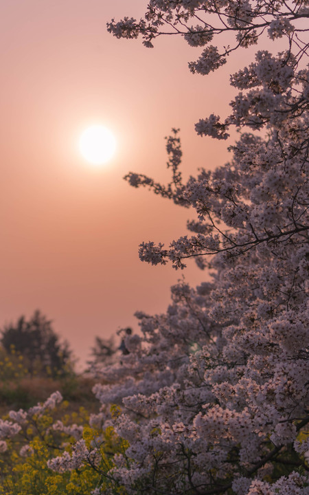 夕焼け桜