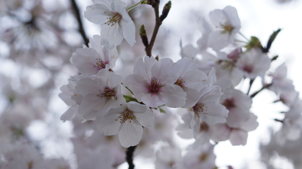 北九州の桜♪