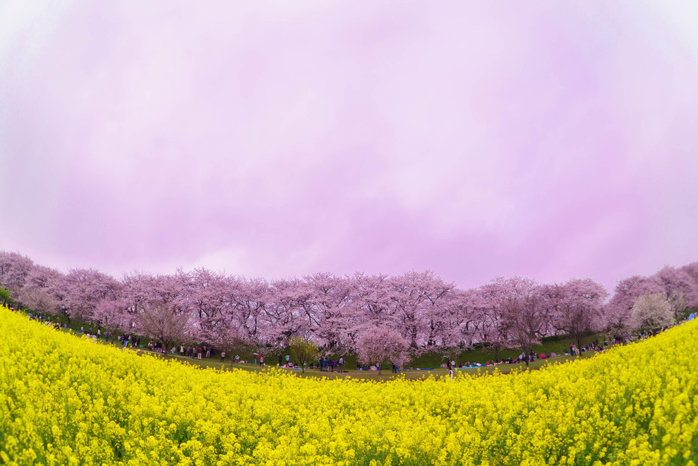 桜と黄