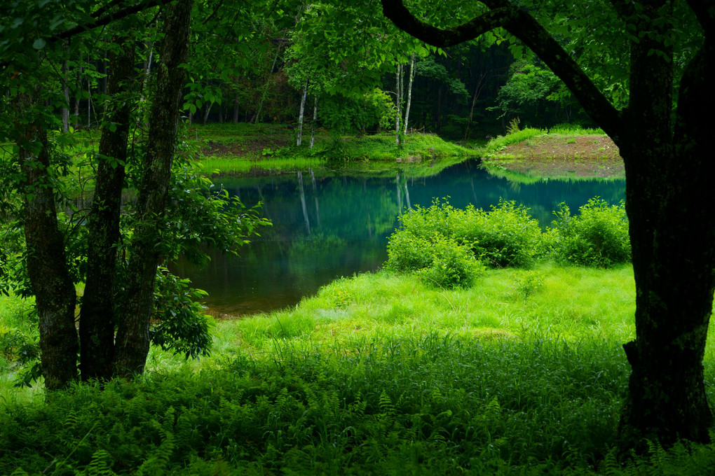青い池の風景