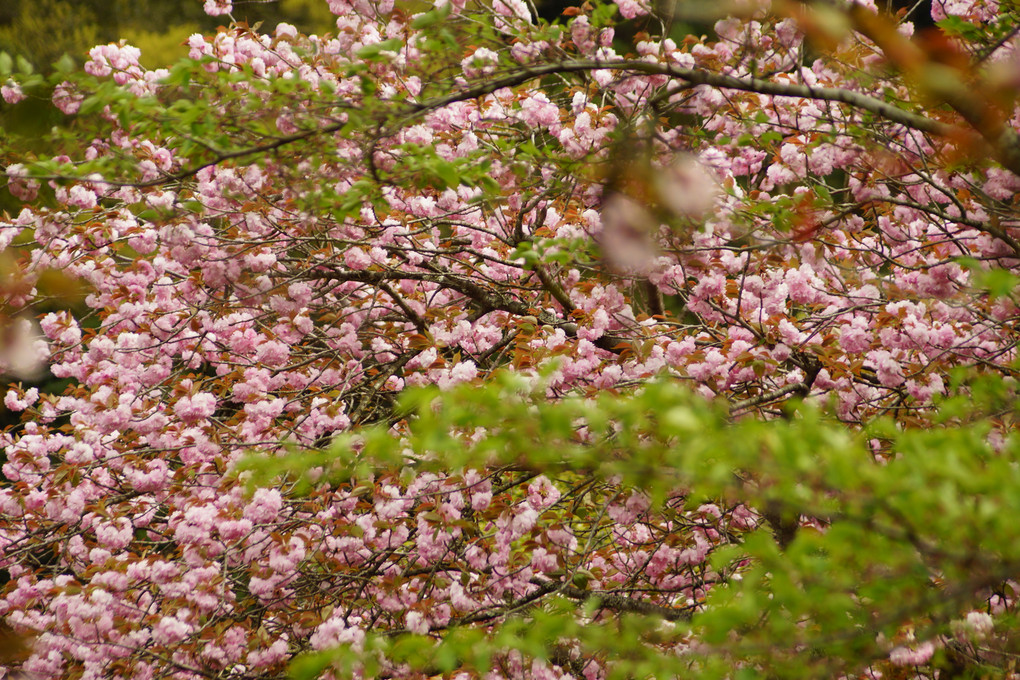 八重桜