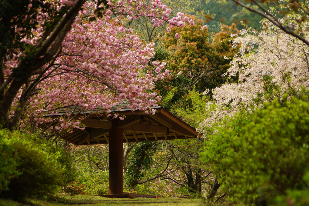 八重桜