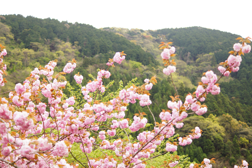 八重桜