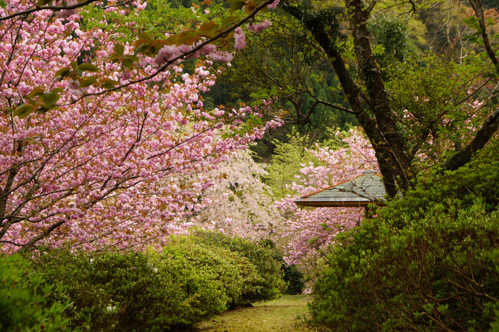 八重桜