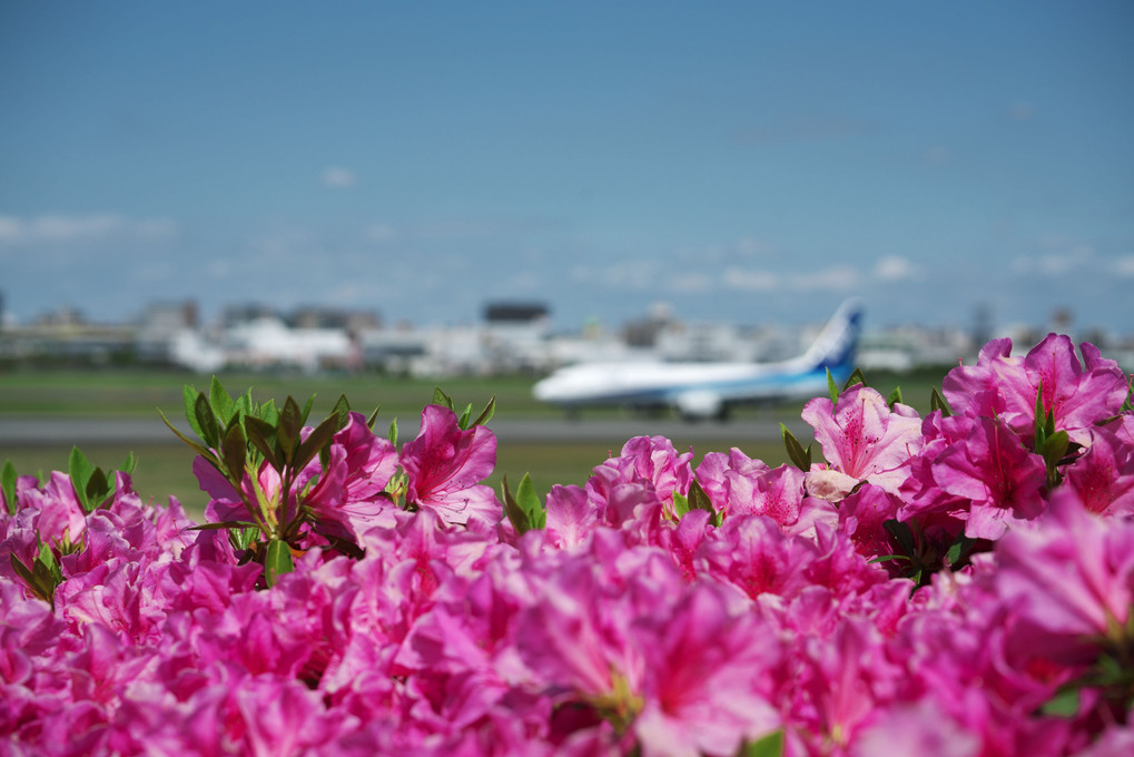 花と飛行機