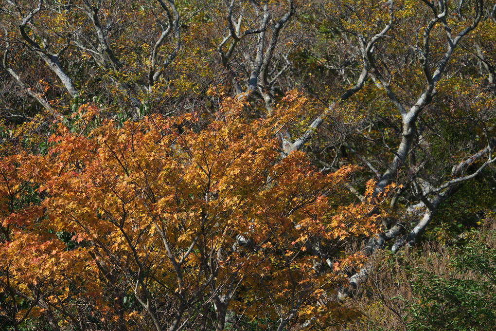 秋の飯田高原
