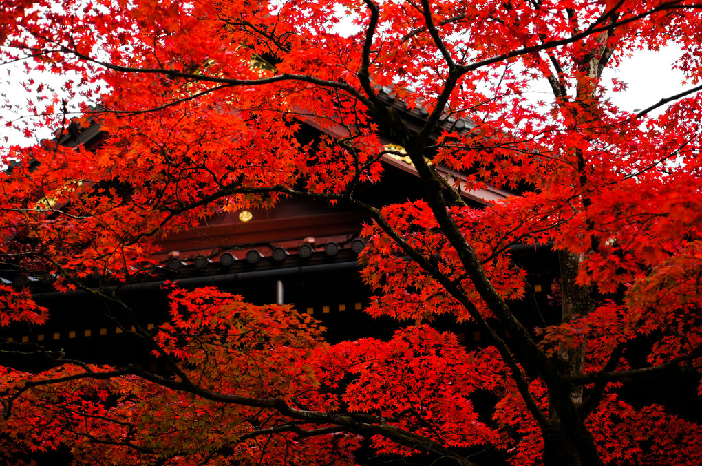 日光輪王寺の紅葉