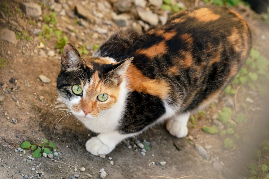 上から撮ったらマンチカンにゃん！