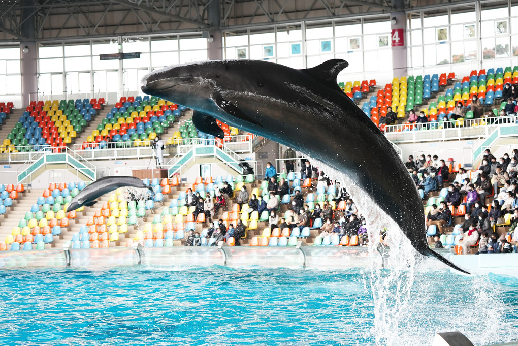 クジラジャンプ！