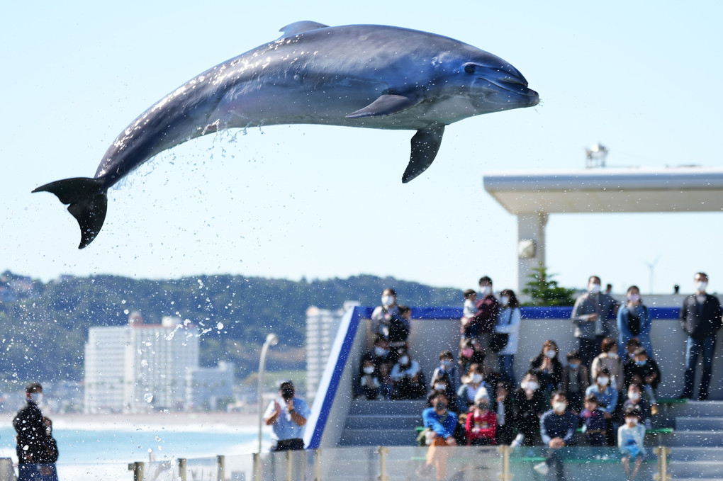 空飛ぶイルカ