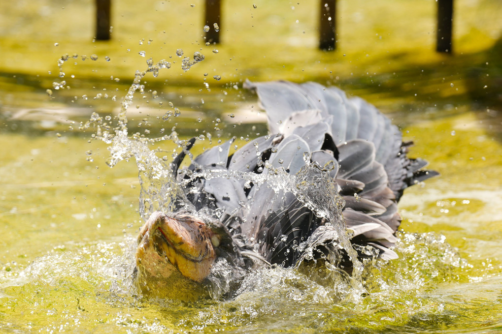 ハトゥーウェの水芸！