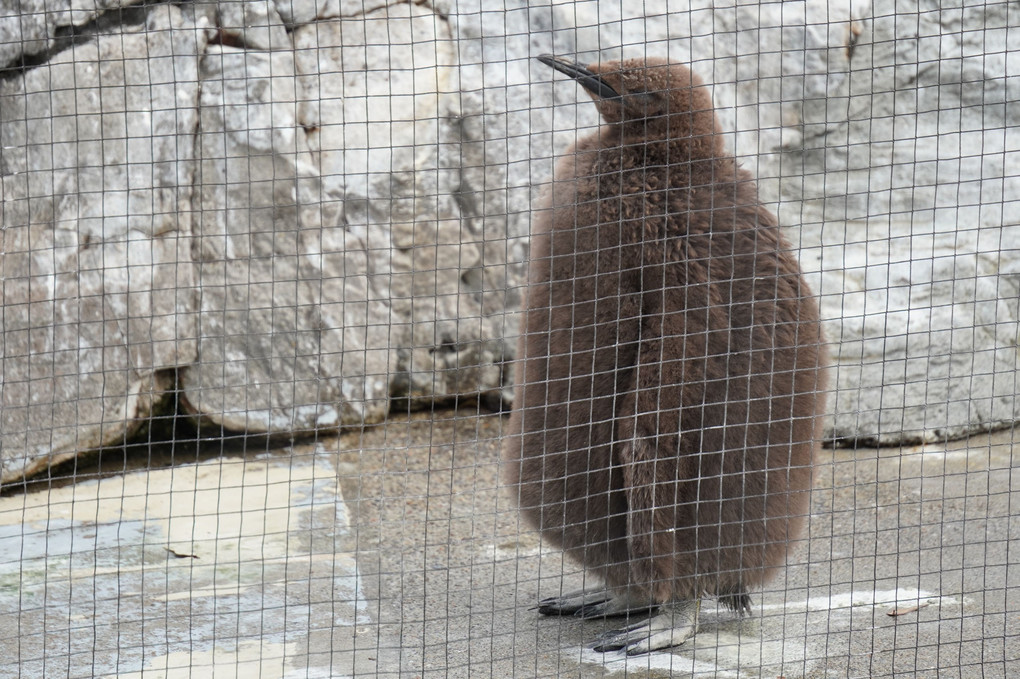 キングペンギンの赤ちゃん