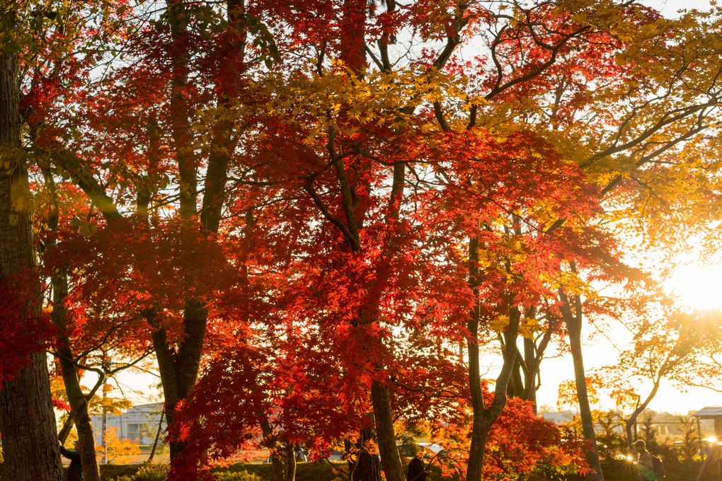 朝と夕方の紅葉風景