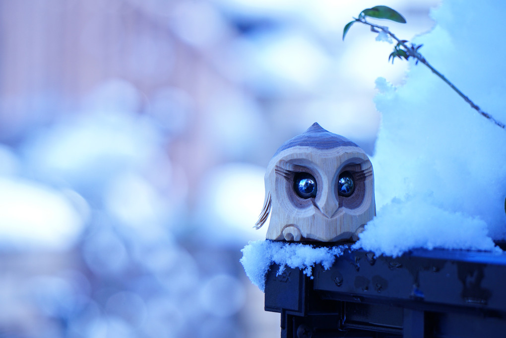 珍しい積雪