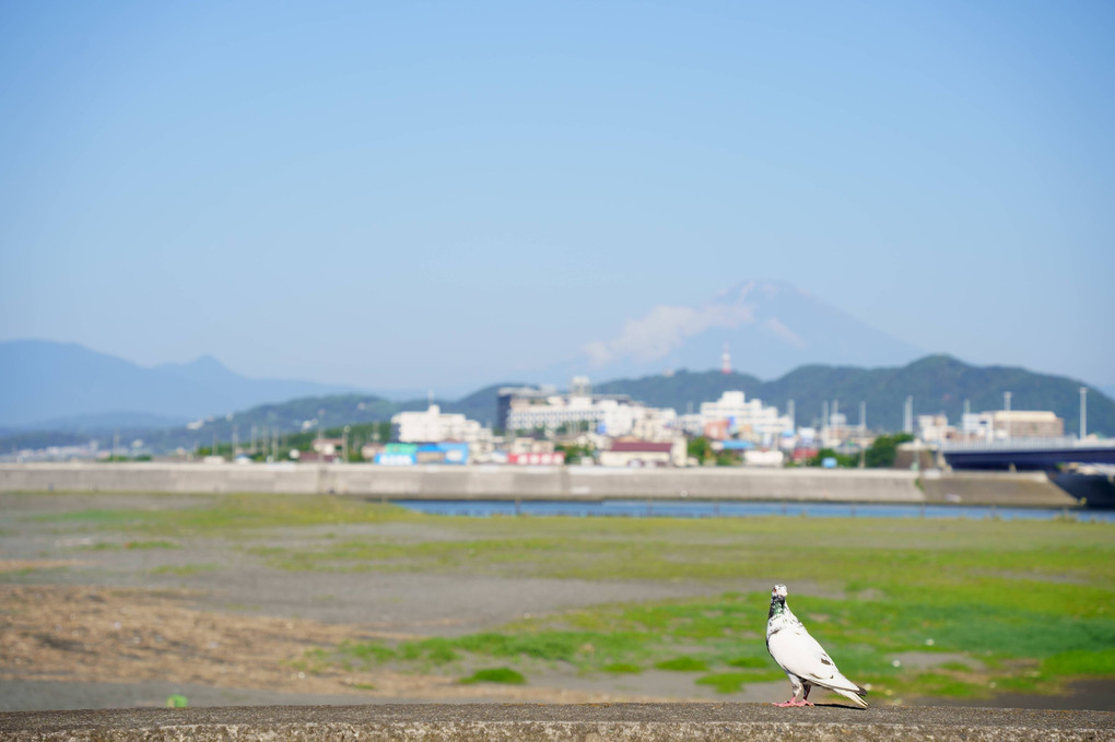 鳩と富士山