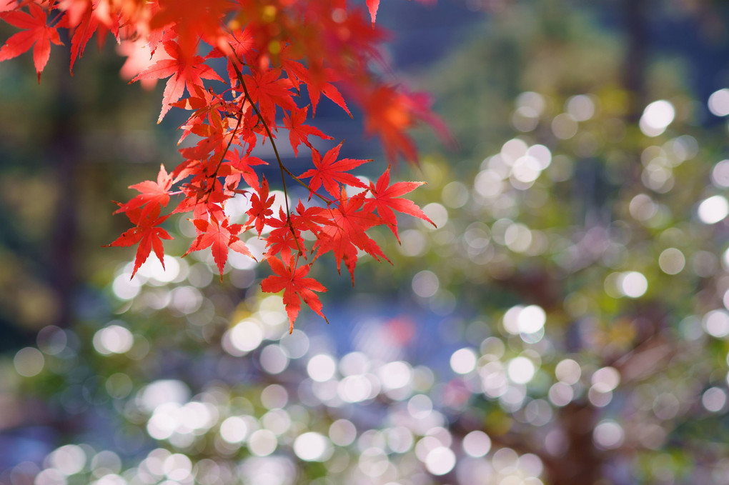 円覚寺の紅葉 