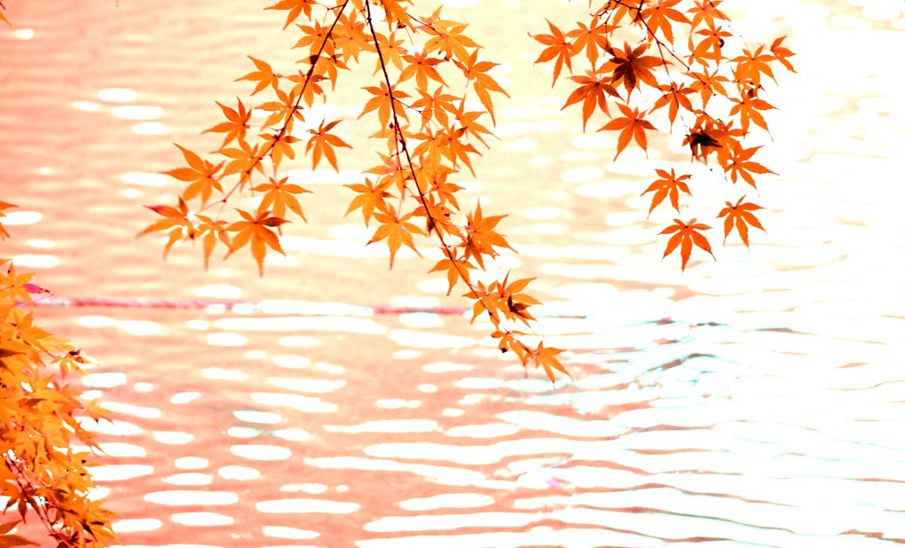石神井公園の秋