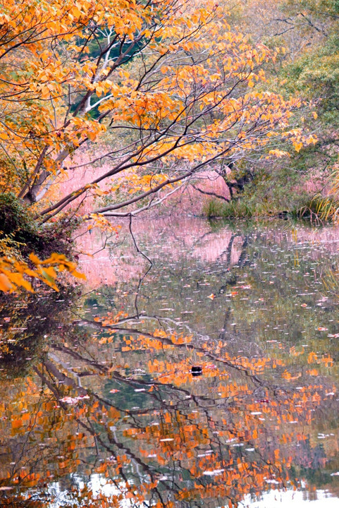 石神井公園の秋