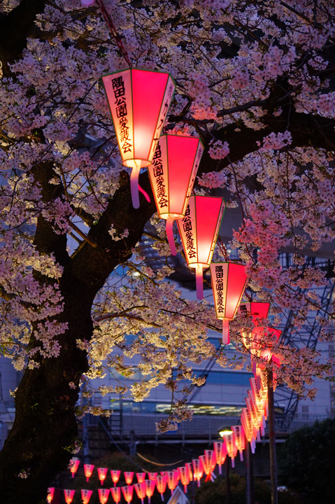 隅田の夜桜