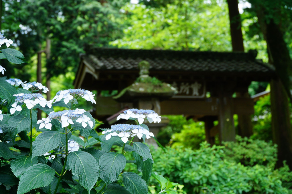 紫陽花みけ散歩  鎌倉