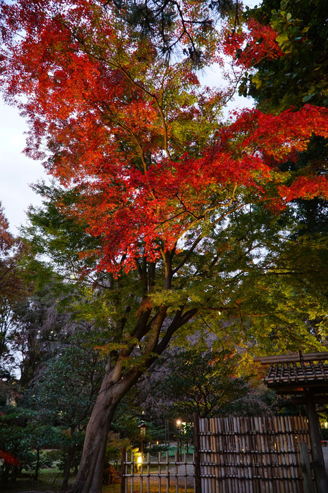 六義園 紅葉ライトアップ