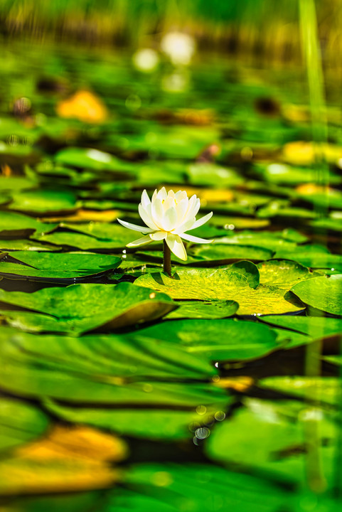 池の水面に広がる葉の間から浮かぶヒツジグサ