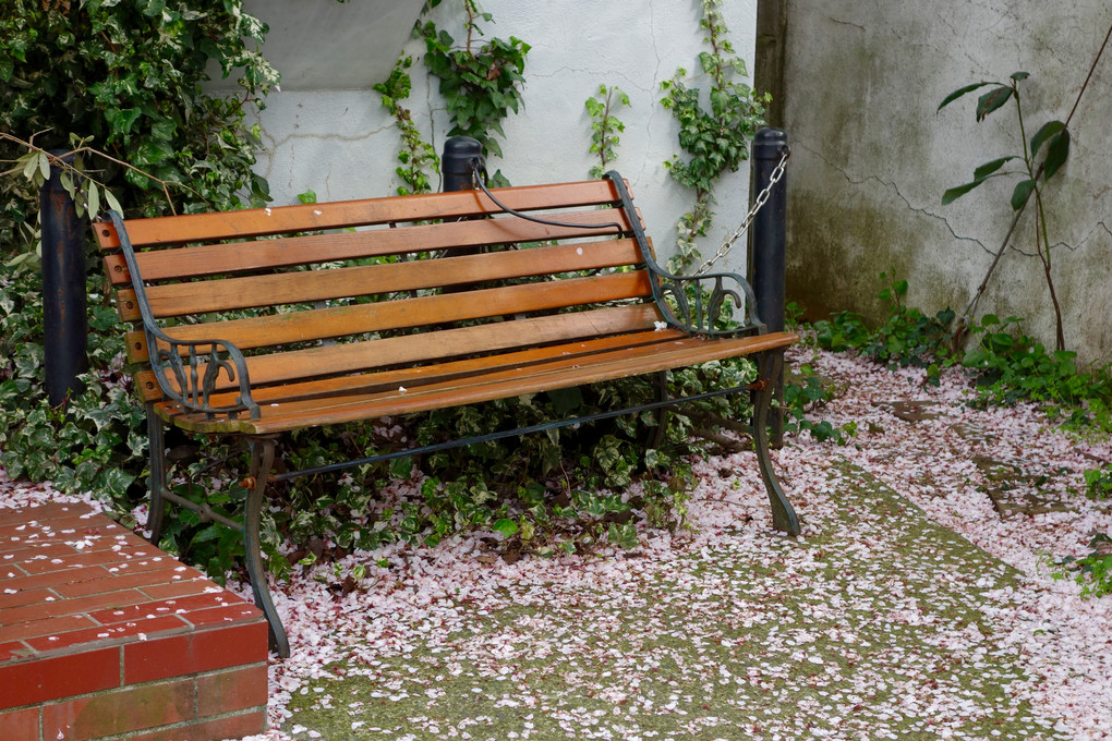 桜の絨毯