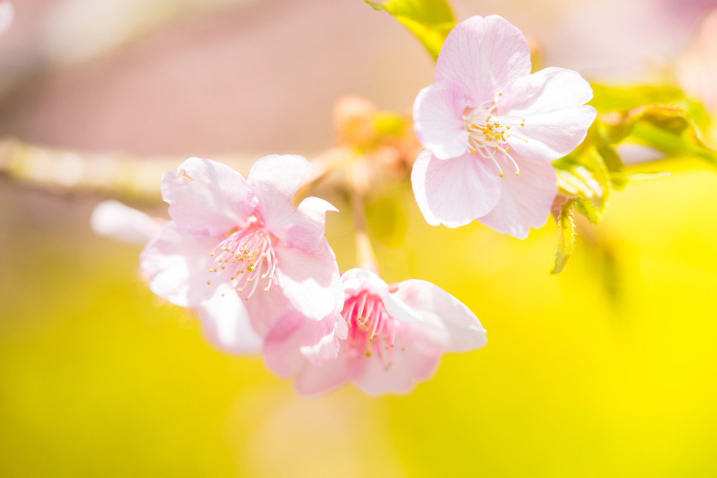 河津桜三題