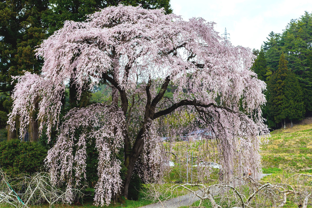 吉瀬の枝垂れ桜