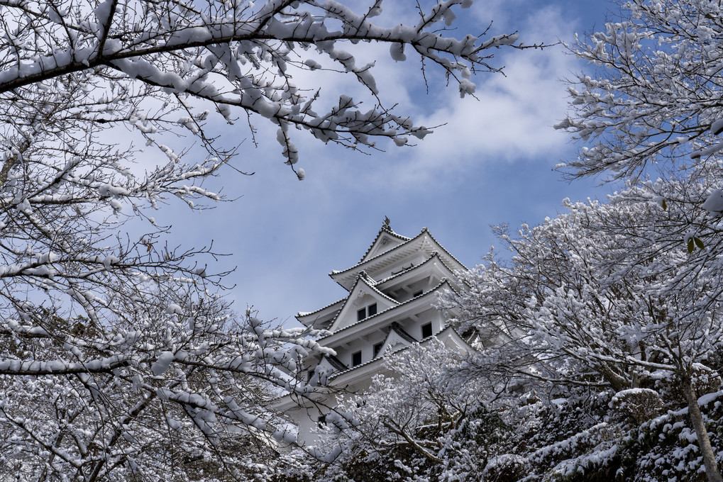 雪桜とお城（郡上八幡）