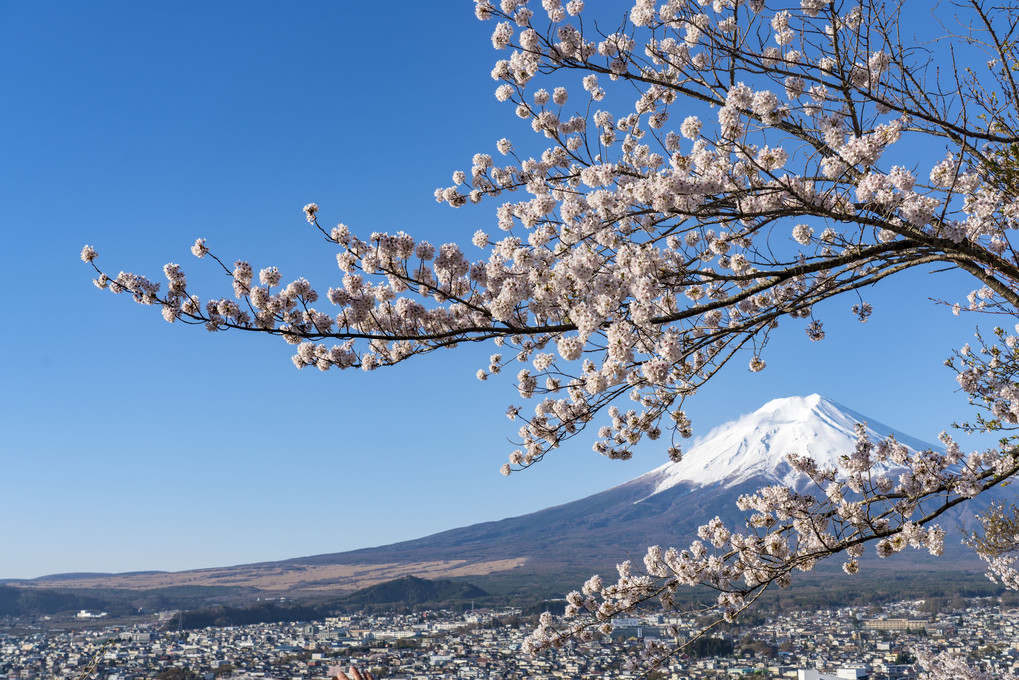 富士と桜と忠霊塔