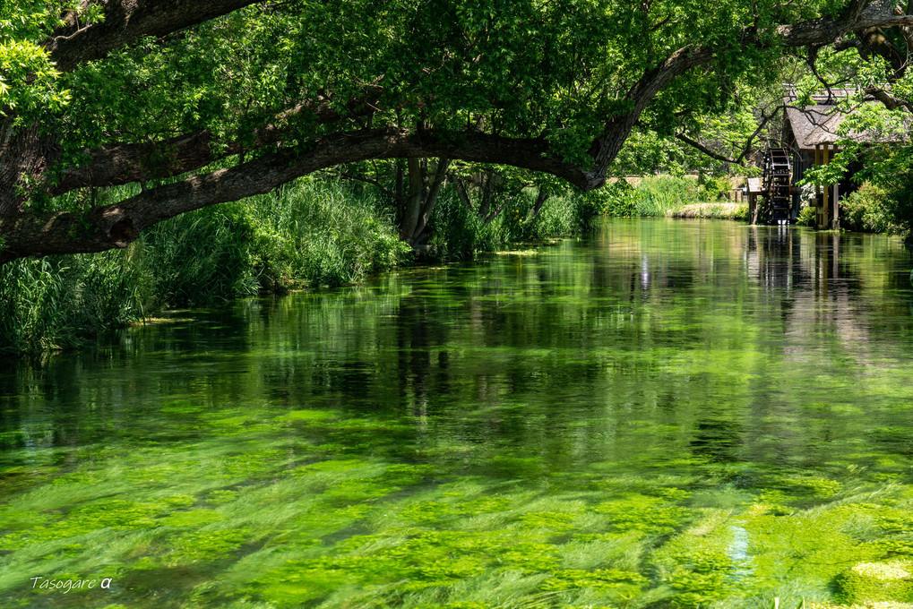 新緑の蓼川と水車