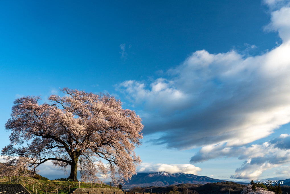 風と雲と一本桜