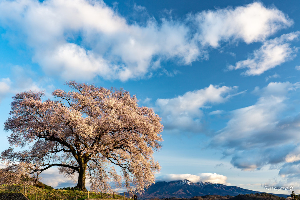 風と雲と一本桜