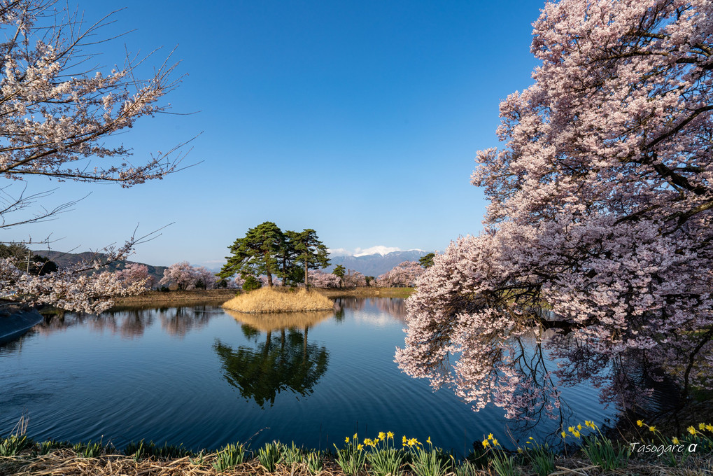 桜花爛漫