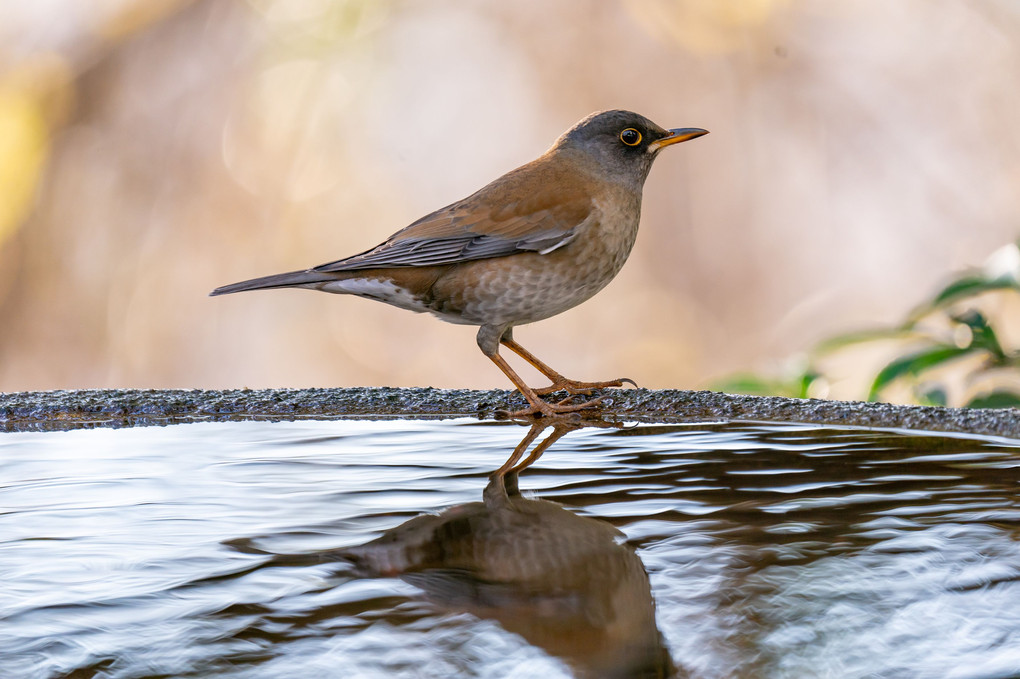 冬鳥登場～シロハラさん