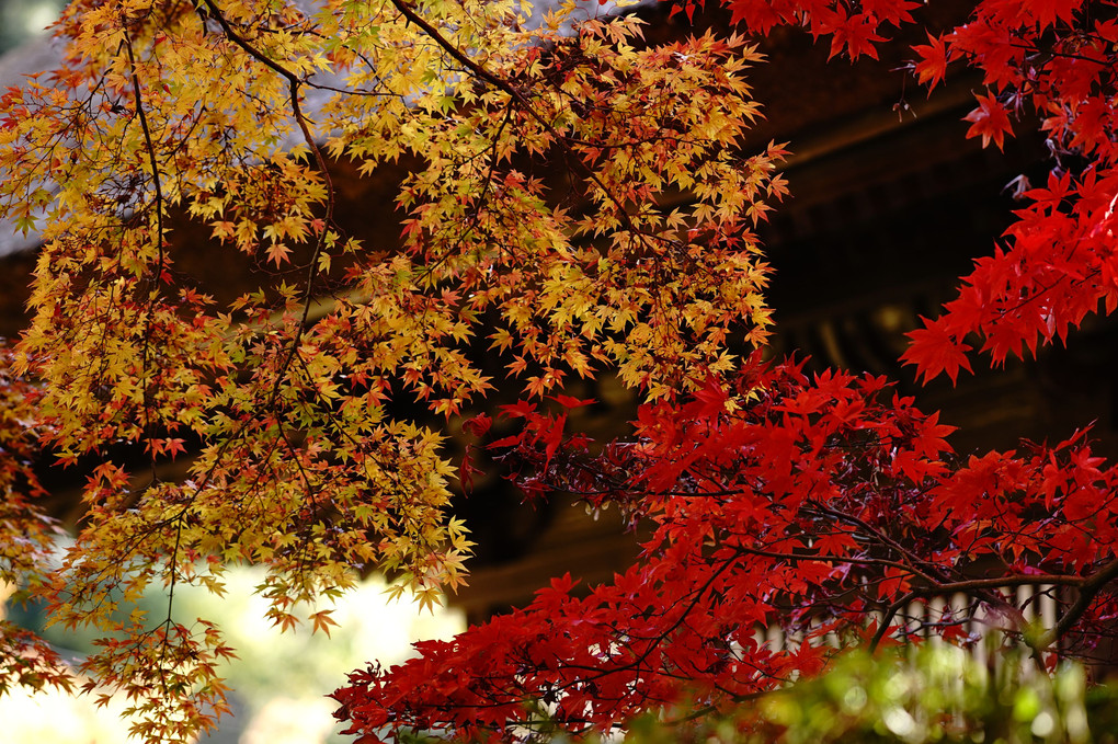 北鎌倉　長寿寺の紅葉