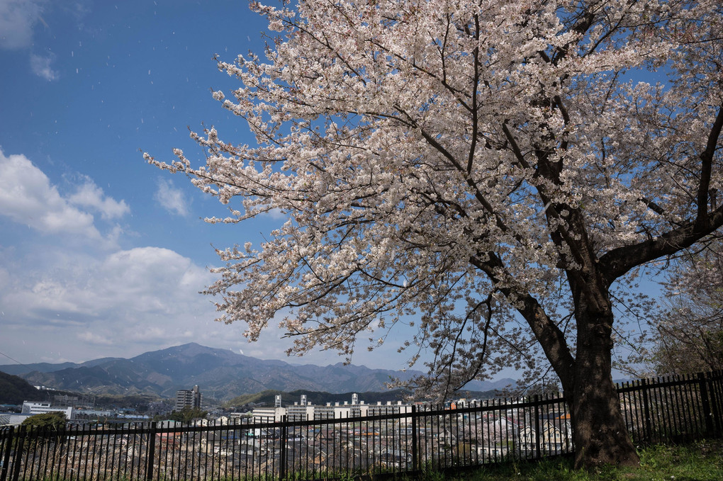 桜と望む大山
