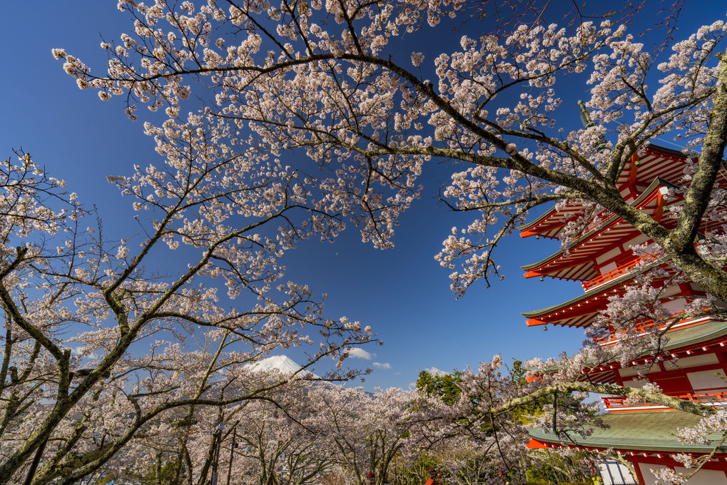 富士と桜と忠霊塔Ⅱ