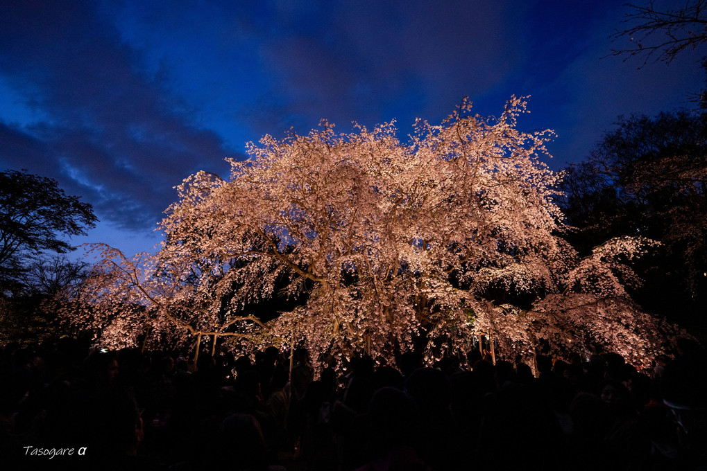 六義園の夜桜