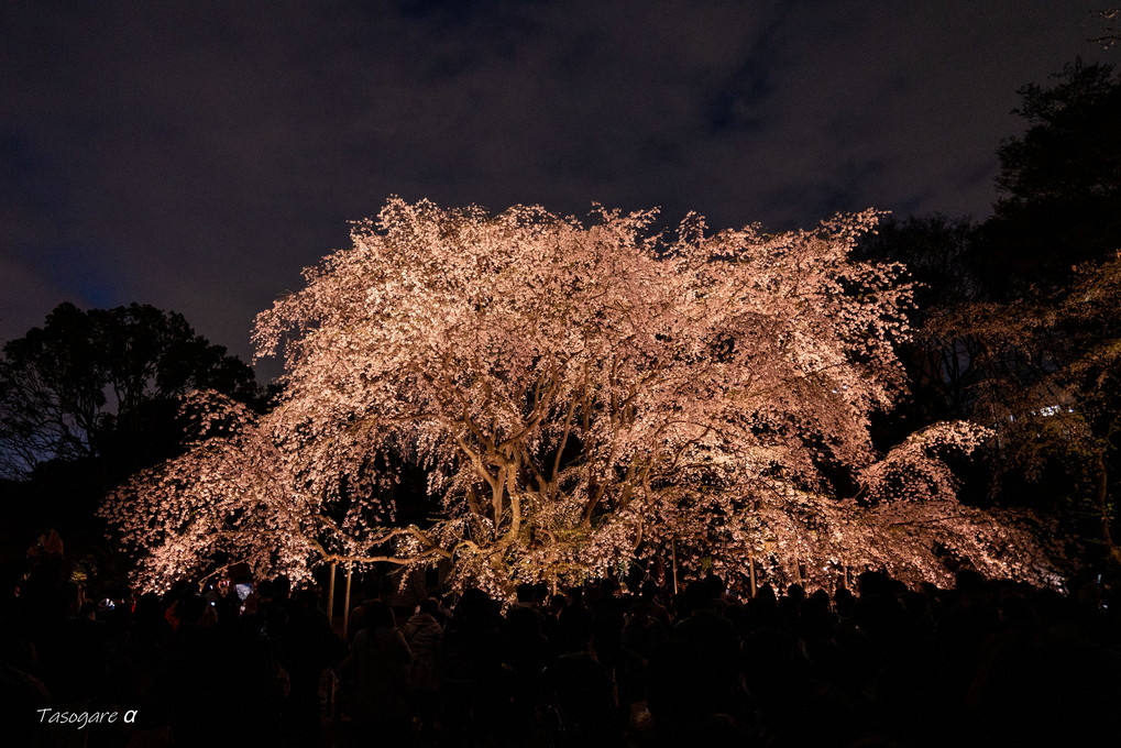 六義園の夜桜