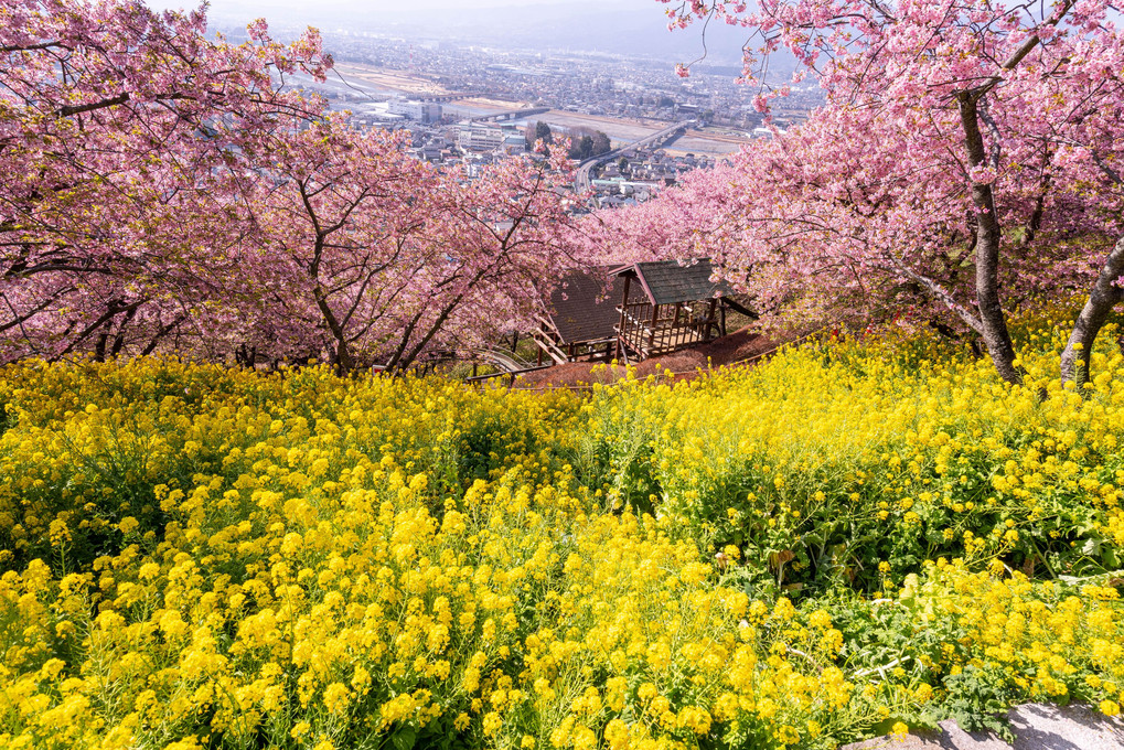 春の展望～松田山