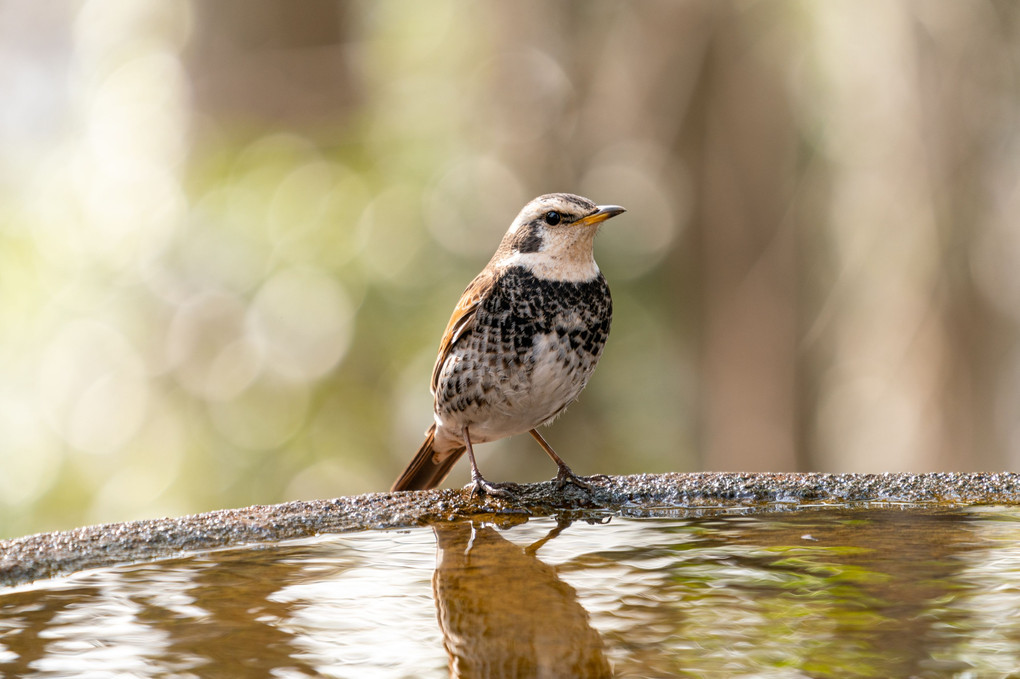 ツグミ　～春の水辺にて