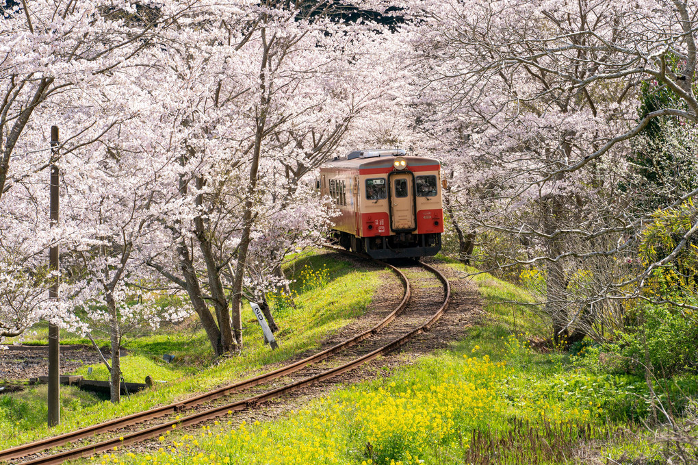 春のいすみ鉄道 Ⅱ