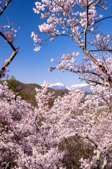 高遠の春